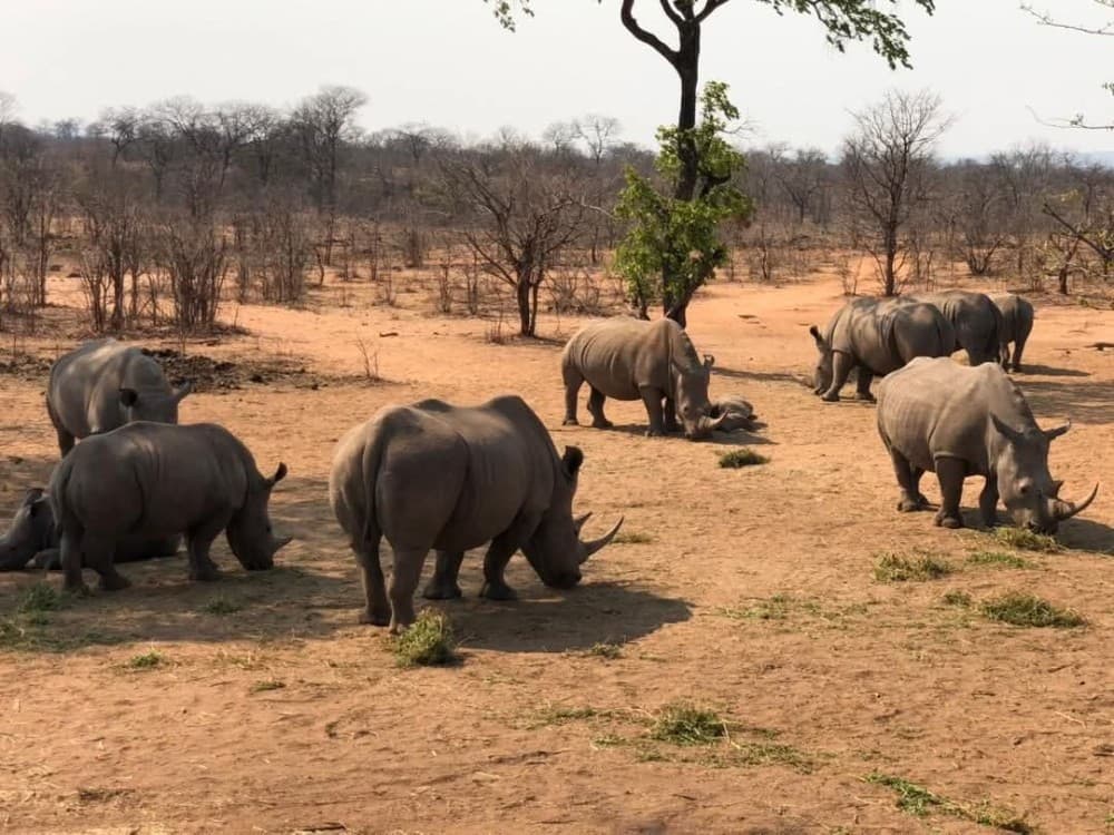 Game Drive And Rhino Walk | ®ExcursionMania - Image 4