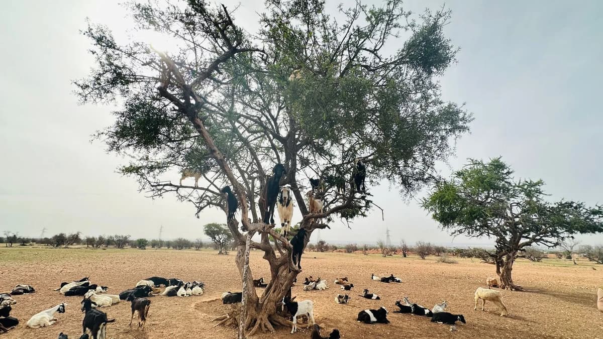 Essaouira Day Trip from Agadir – UNESCO Coast & Argan Goats | ®ExcursionMania - Image 3