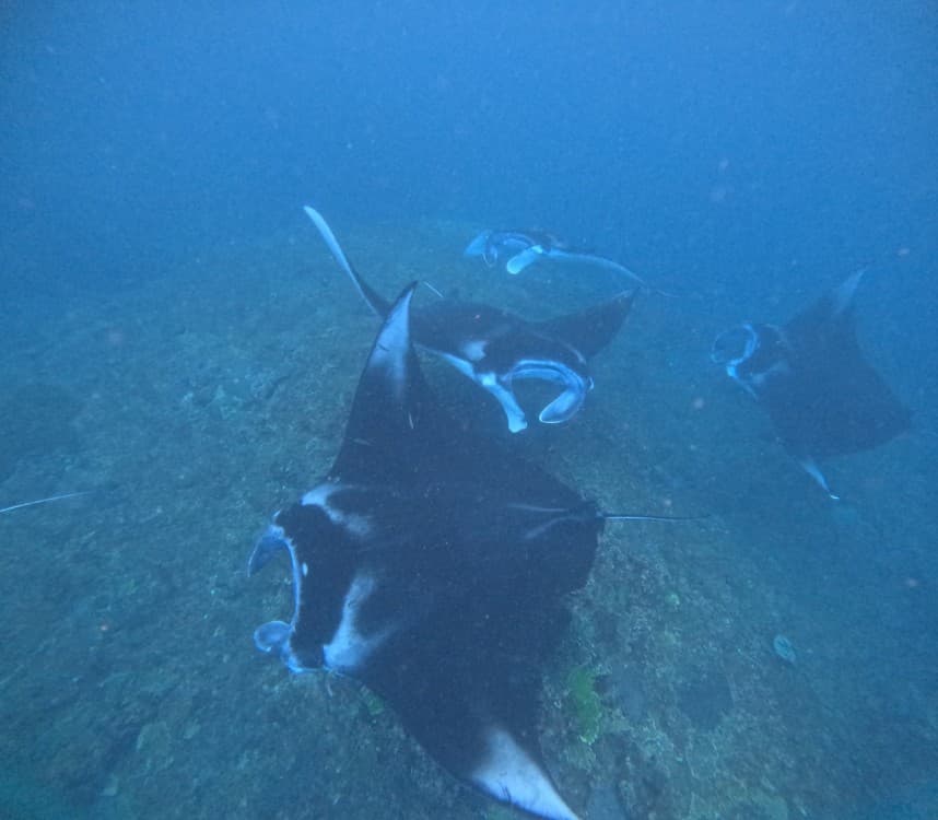 From Bali: Nusa Penida Full-Day Tour  and Manta Point Snorkelling | ®ExcursionMania - Image 1