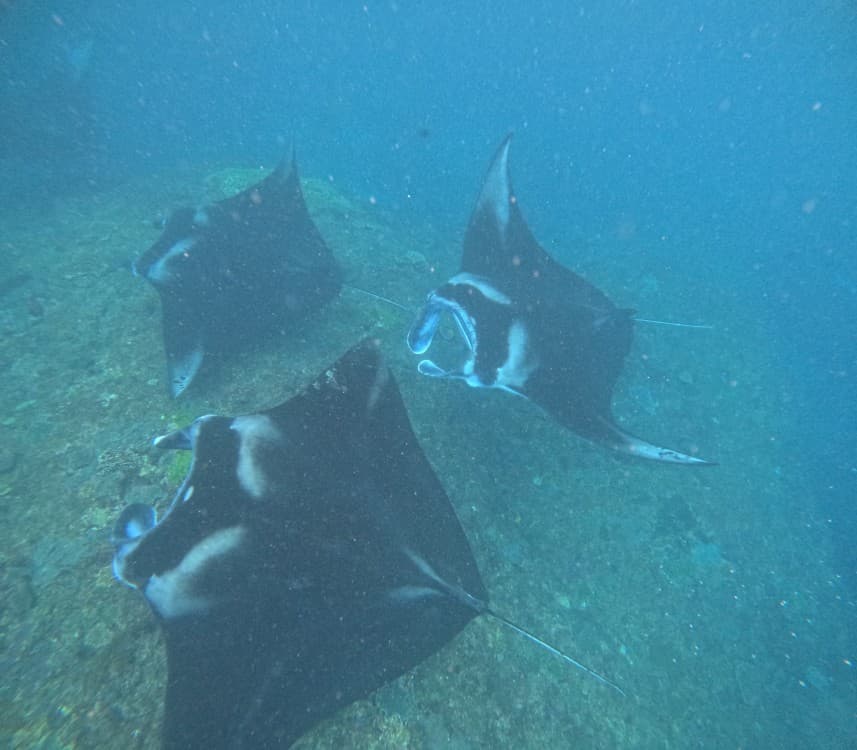 From Bali: Nusa Penida Full-Day Tour  and Manta Point Snorkelling | ®ExcursionMania - Image 2