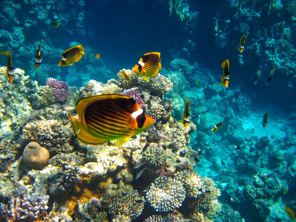 Hurghada: Scuba Diving for Beginners & Certified Divers | ®ExcursionMania - Image 3