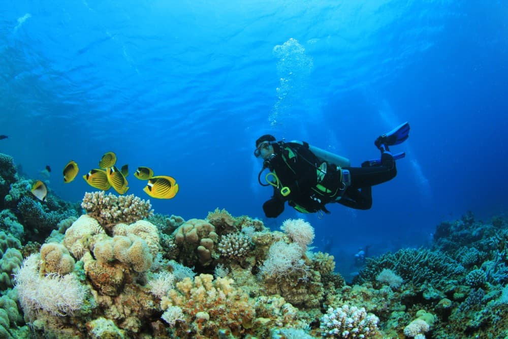 Hurghada: Scuba Diving for Beginners & Certified Divers | ®ExcursionMania - Image 7