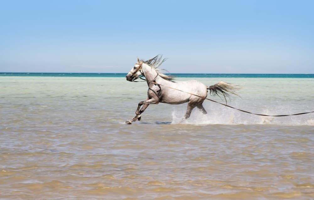 Hurghada: Beach Horse Riding Experience with Swimming Optional | ®ExcursionMania - Image 2
