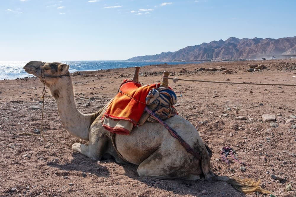 Hurghada Desert OBSERVERS (Classic Stargazing ) | ®ExcursionMania - Image 11