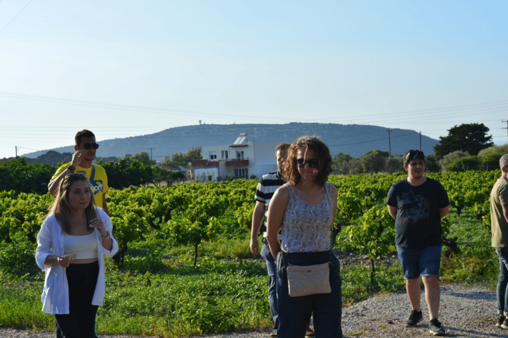 Olives, Olive Oil Tasting and Wine Tasting with Lunch | ®ExcursionMania - Image 2