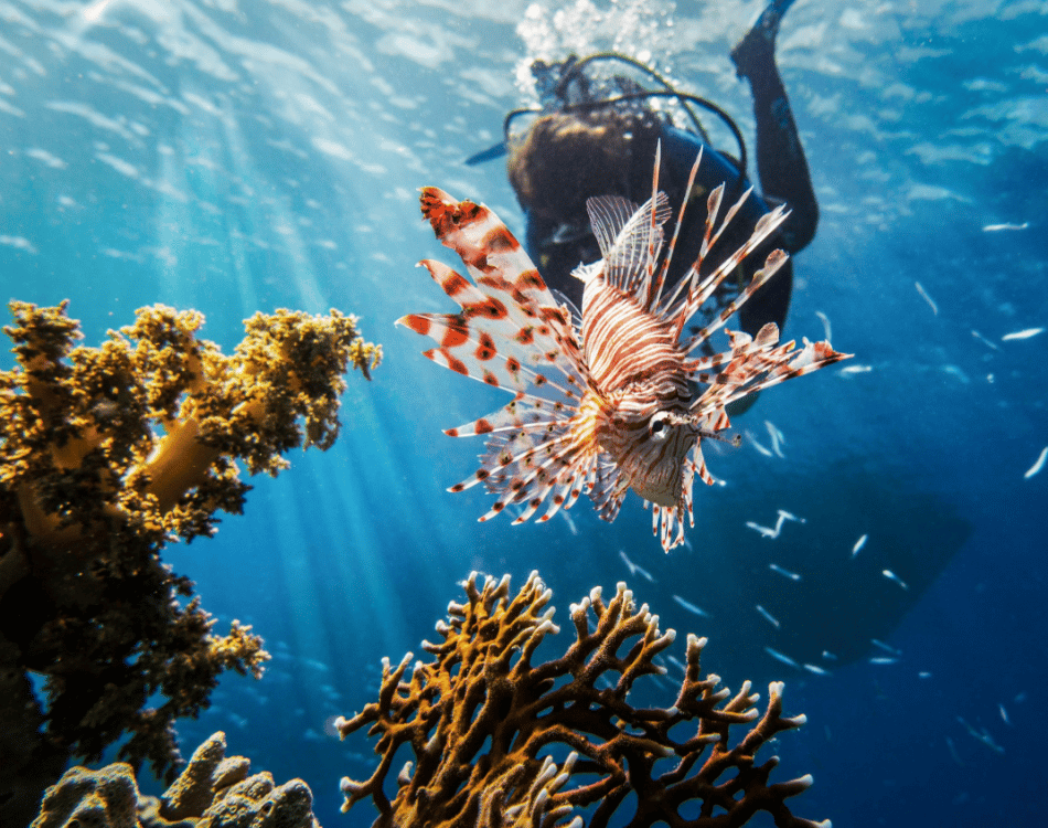 Scuba Diving in Rhodes | ®ExcursionMania - Image 7