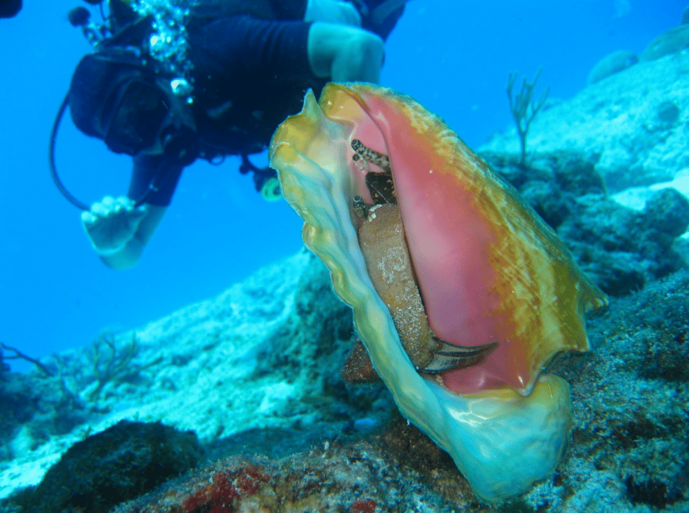 Scuba Diving in Rhodes | ®ExcursionMania - Image 9