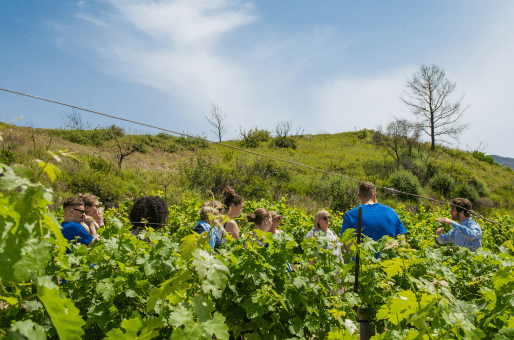 Greek Cooking Class and Wine Tasting in Rhodes | ®ExcursionMania - Image 5