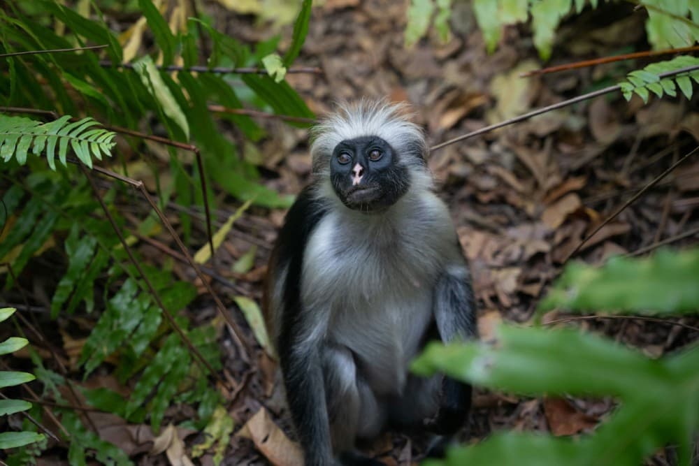 Zanzibar: Jozani Forest and Salaam Cave Guided Tour | ®ExcursionMania - Image 10