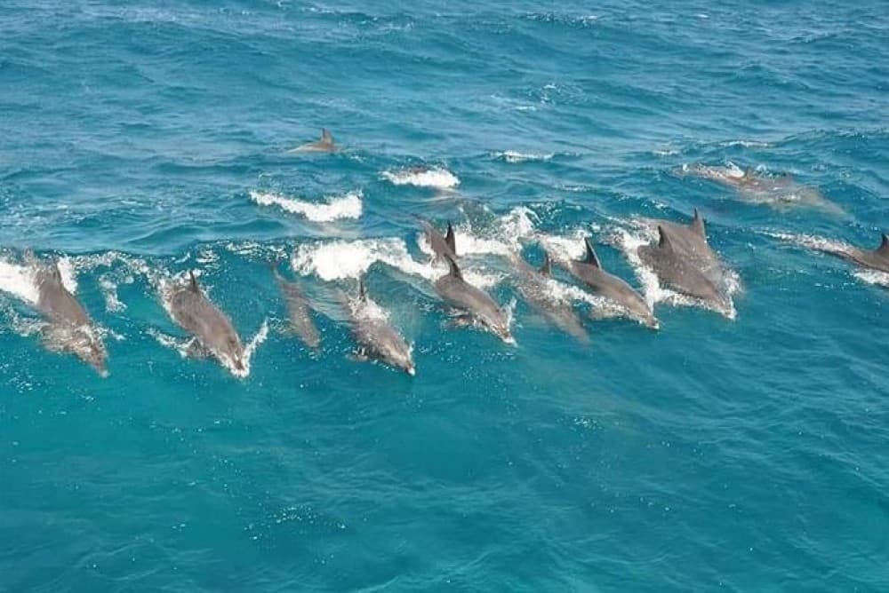 Hurghada: Snorkeling With Dolphin Boat Tour & Lunch | ®ExcursionMania - Image 5