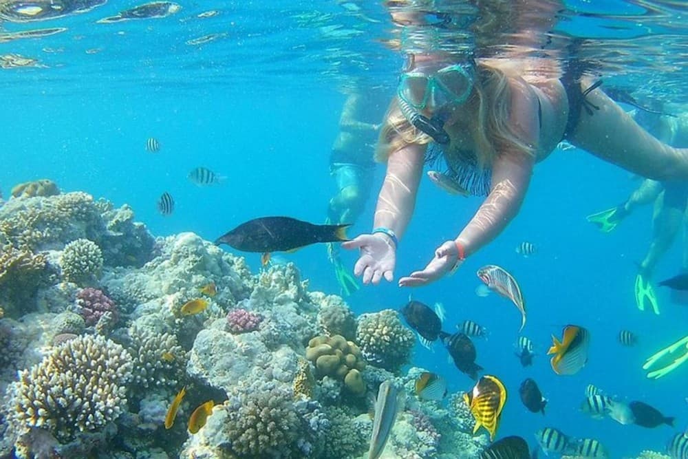 Hurghada: Snorkeling With Dolphin Boat Tour & Lunch | ®ExcursionMania - Image 6