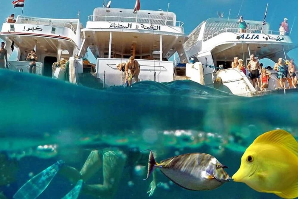 Hurghada: Snorkeling With Dolphin Boat Tour & Lunch | ®ExcursionMania - Image 8