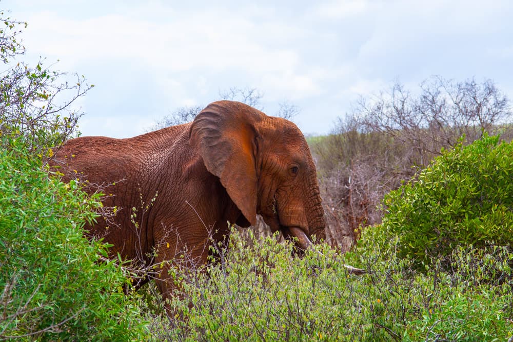 2 days 1 night Tsavo Express | ®ExcursionMania - Image 3