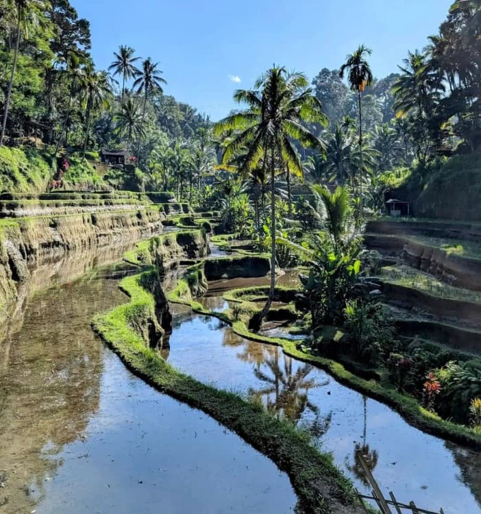 Bali: Mount Batur Sunrise Jeep, Waterfall & Rice Terrace Guided Tour | ®ExcursionMania - Image 10