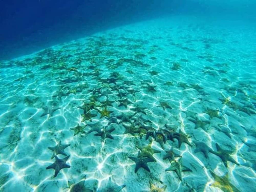 Zanzibar: Pungume Sandbank snorkeling tour, BBQ lunch & Hotel pick up | ®ExcursionMania - Image 9