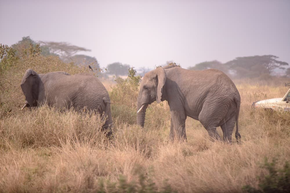 3 Tage Mikumi-Safari ab Sansibar | Wildtiersafaris in Tansania | ®ExcursionMania - Image 3