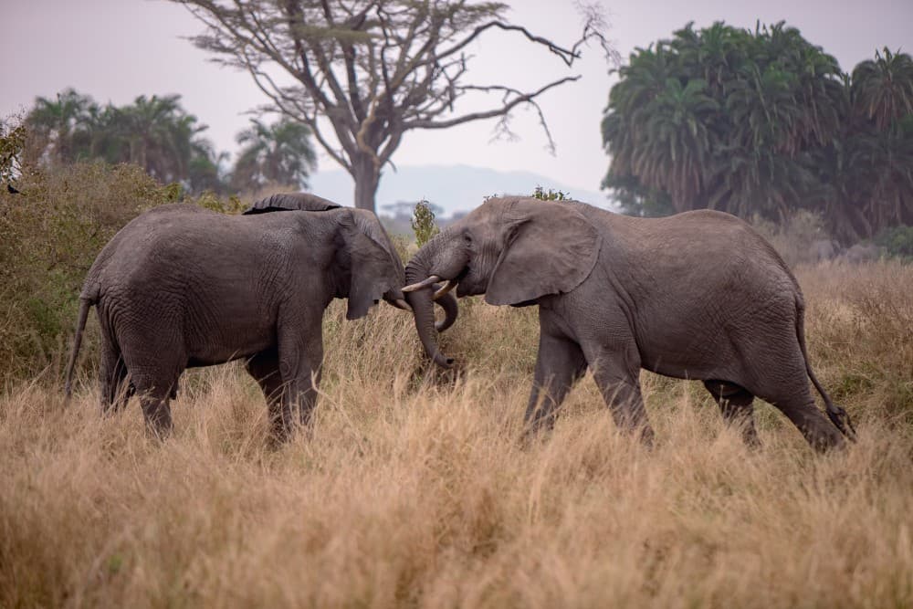 3 Tage Mikumi-Safari ab Sansibar | Wildtiersafaris in Tansania | ®ExcursionMania - Image 4