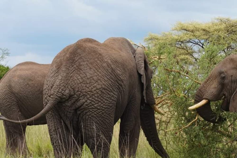 3 Tage Mikumi-Safari ab Sansibar | Wildtiersafaris in Tansania | ®ExcursionMania - Image 5