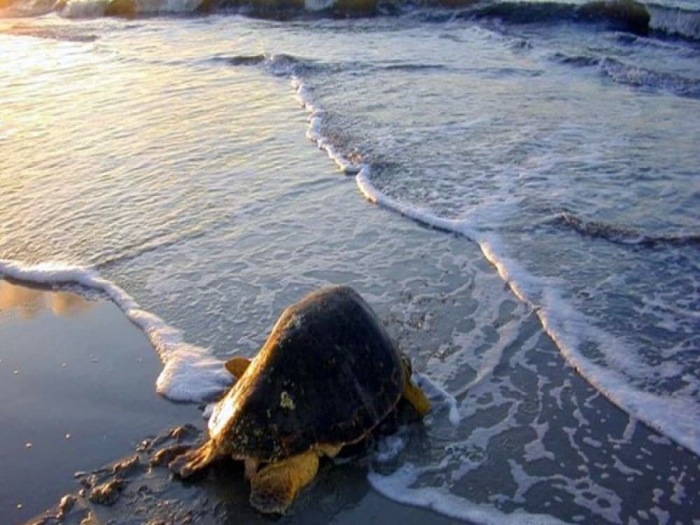 Didim Dalyan & Turtle Beach Tour: Mud Baths Turtles and More | ®ExcursionMania - Image 1