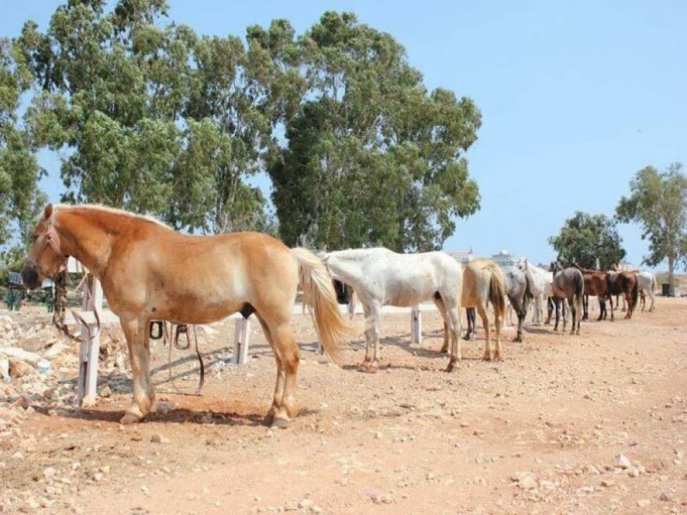 Didim Horse Safari: Saddle Up for Adventure | ®ExcursionMania - Image 1