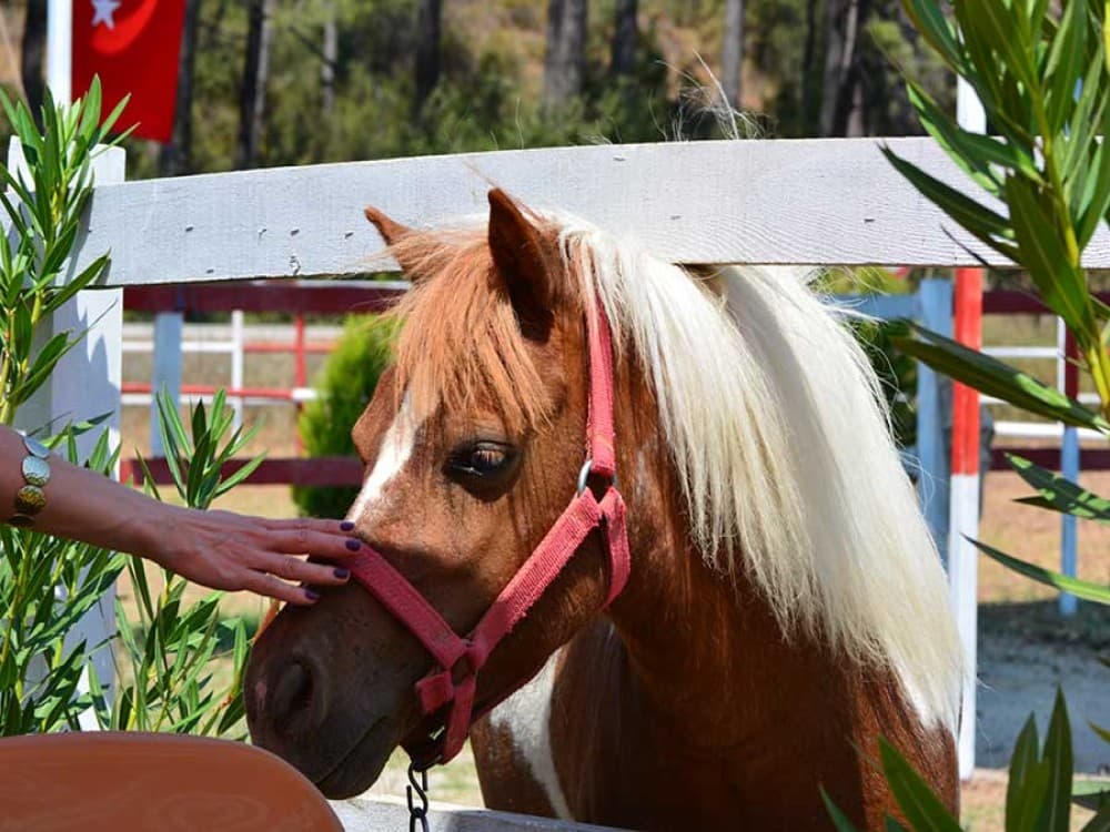 Didim Horse Safari: Saddle Up for Adventure | ®ExcursionMania - Image 3