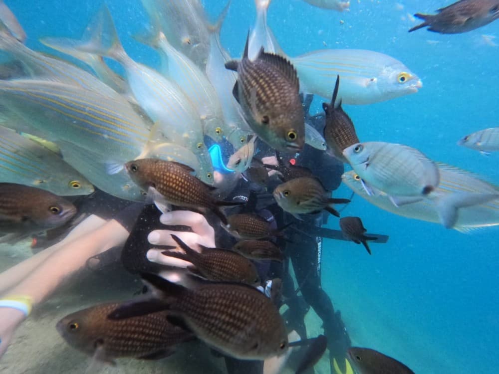 Didim Scuba Diving: Dive into the Blue Aegean Waters | ®ExcursionMania - Image 8