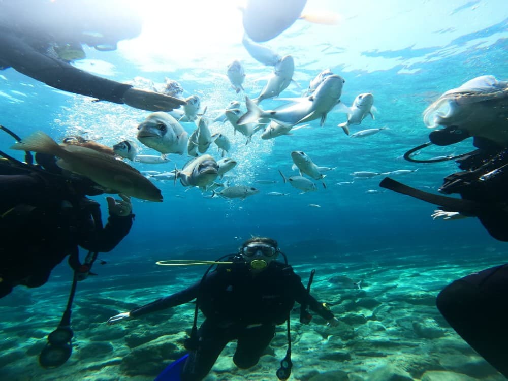 Didim Scuba Diving: Dive into the Blue Aegean Waters | ®ExcursionMania - Image 9