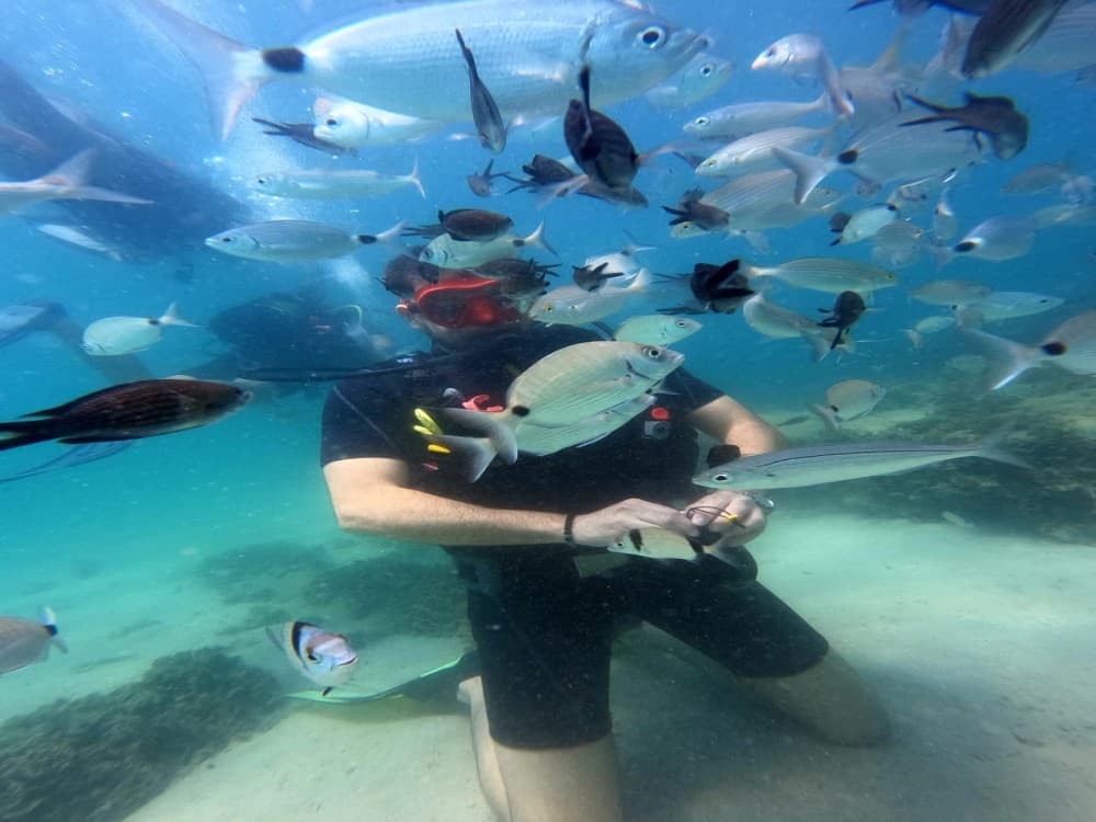 Didim Scuba Diving: Dive into the Blue Aegean Waters | ®ExcursionMania - Image 10