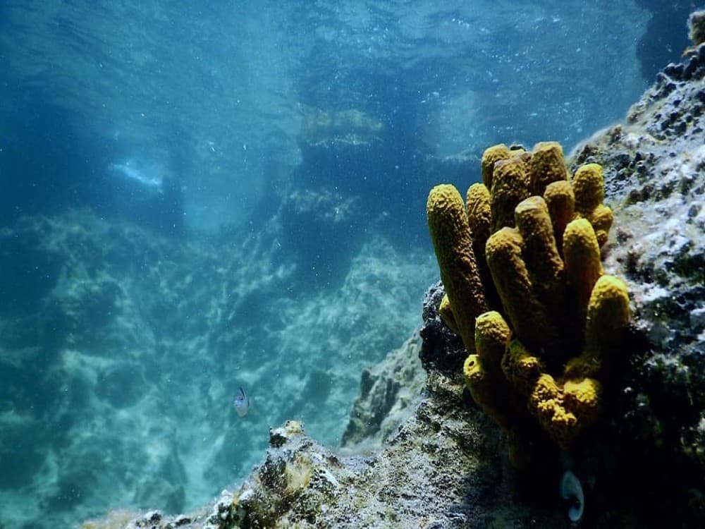 Cesme: Scuba Diving Experience w/Lunch | ®ExcursionMania - Image 7