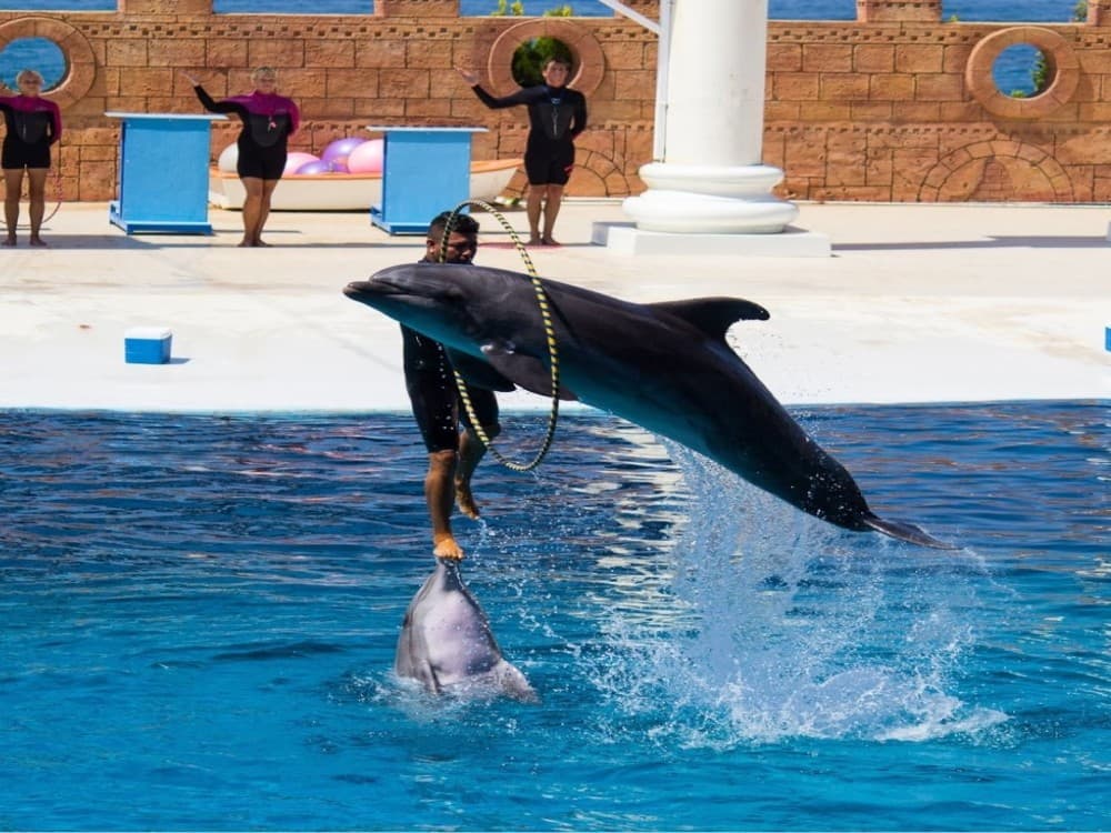 Alanya Dolphin Show: A Delight for All Ages | ®ExcursionMania - Image 1