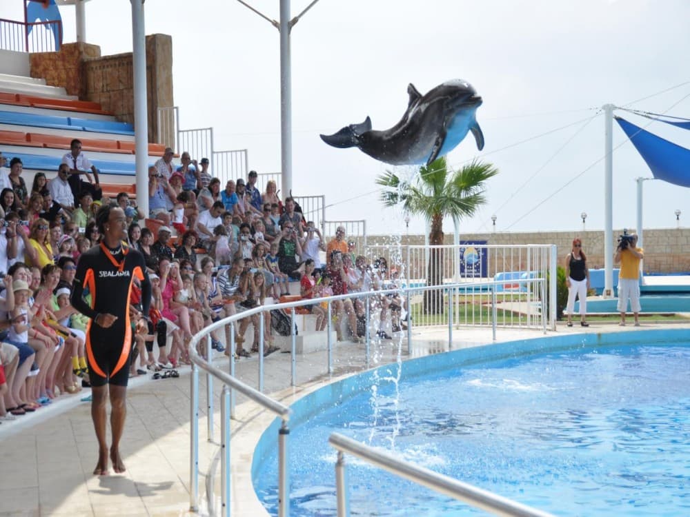 Alanya Dolphin Show: A Delight for All Ages | ®ExcursionMania - Image 3