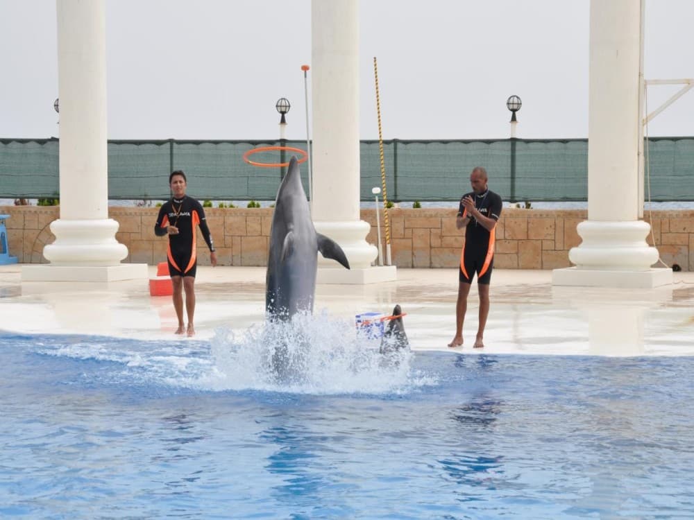 Alanya Dolphin Show: A Delight for All Ages | ®ExcursionMania - Image 6