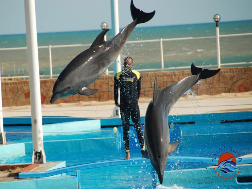 Alanya Dolphin Show: A Delight for All Ages | ®ExcursionMania - Image 8