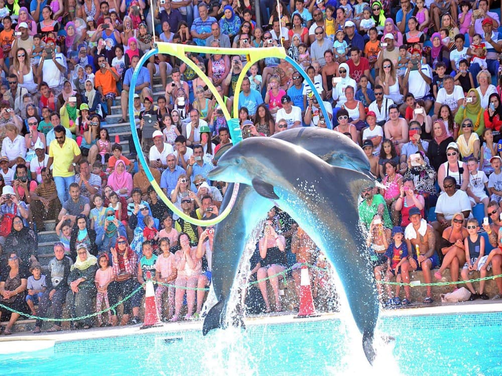Alanya Dolphin Show: A Delight for All Ages | ®ExcursionMania - Image 9