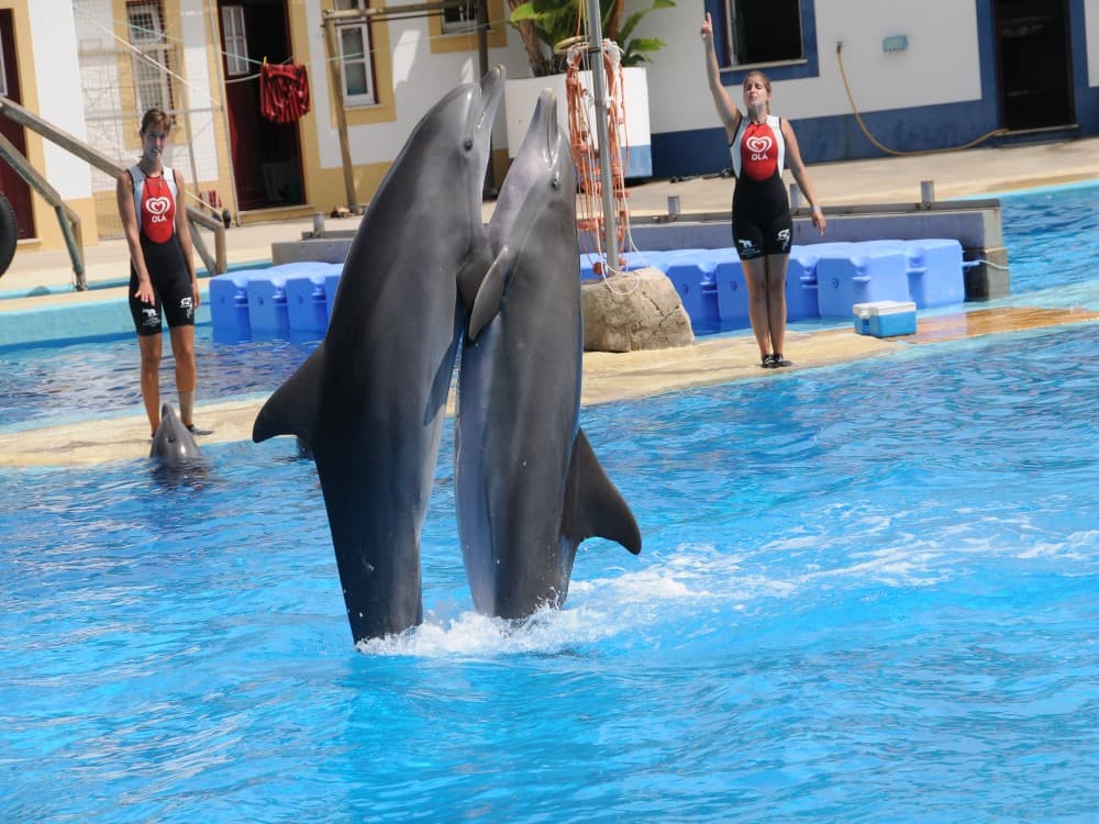 Alanya Dolphin Show: A Delight for All Ages | ®ExcursionMania - Image 11