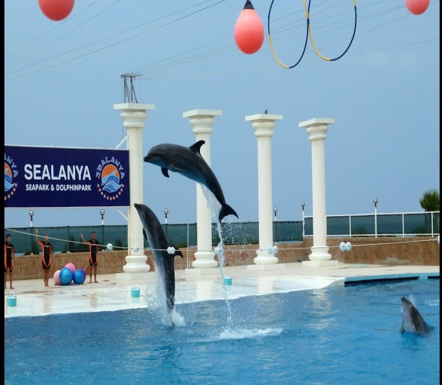 Alanya: Dolphin Show & Swimming with Dolphins Tour | ®ExcursionMania - Image 6