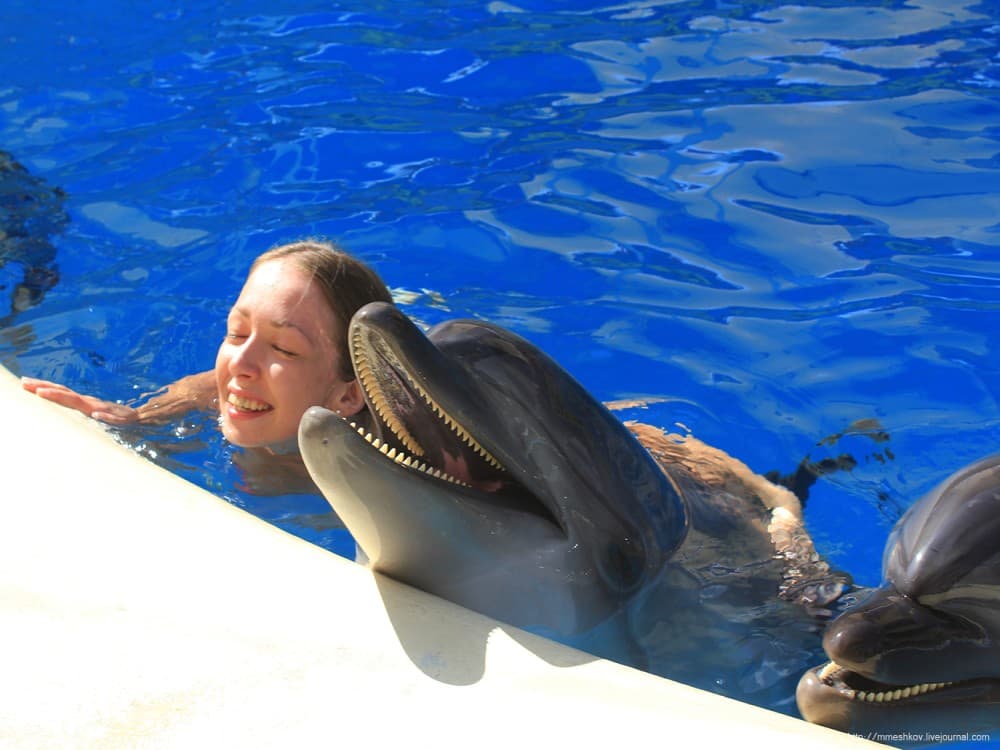 Alanya: Dolphin Show & Swimming with Dolphins Tour | ®ExcursionMania - Image 2