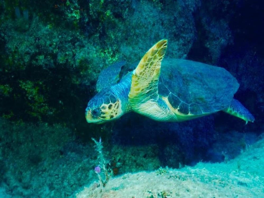 Scuba Dive in Kalkan: Discover the Best of the Aegean Sea | ®ExcursionMania - Image 3