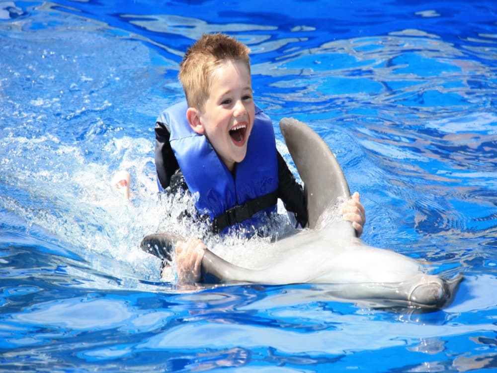 Belek Dolphin Show Tour With Transfers | ®ExcursionMania - Image 4