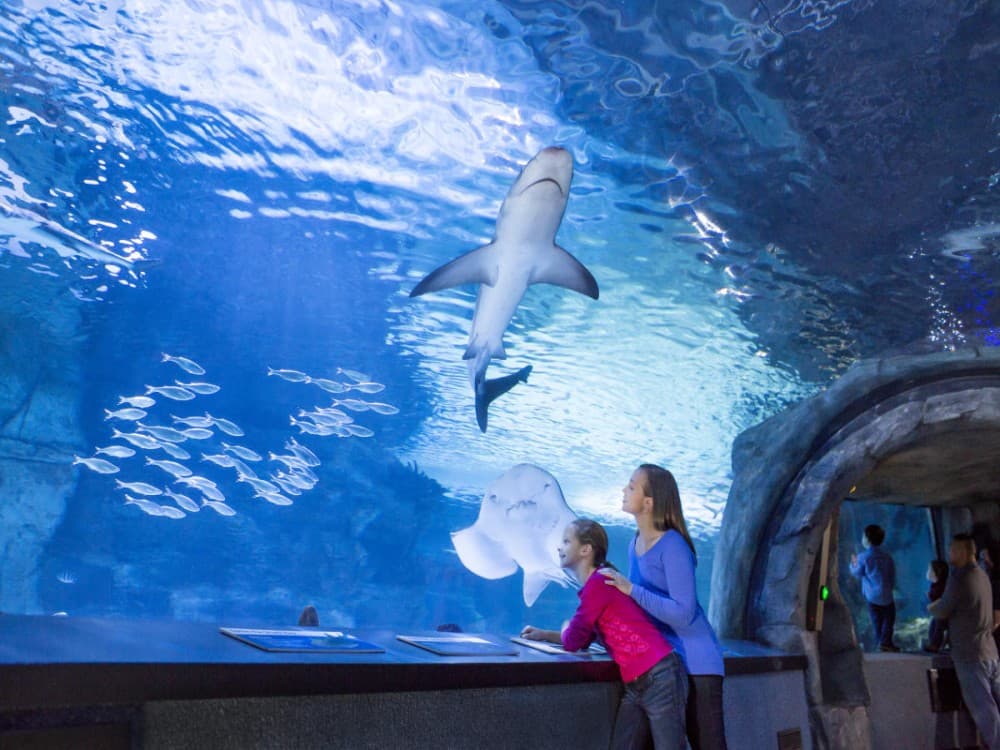 From Belek: Aquarium Tour with Hotel Transfer | ®ExcursionMania - Image 7