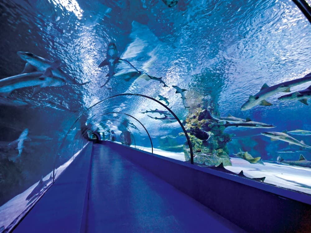 From Belek: Aquarium Tour with Hotel Transfer | ®ExcursionMania - Image 8