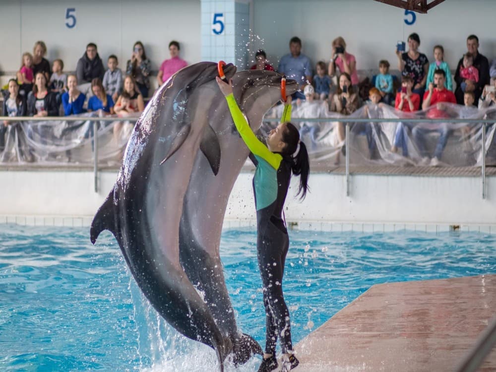 From Belek: Swim with Dolphins and Transfers | ®ExcursionMania - Image 3