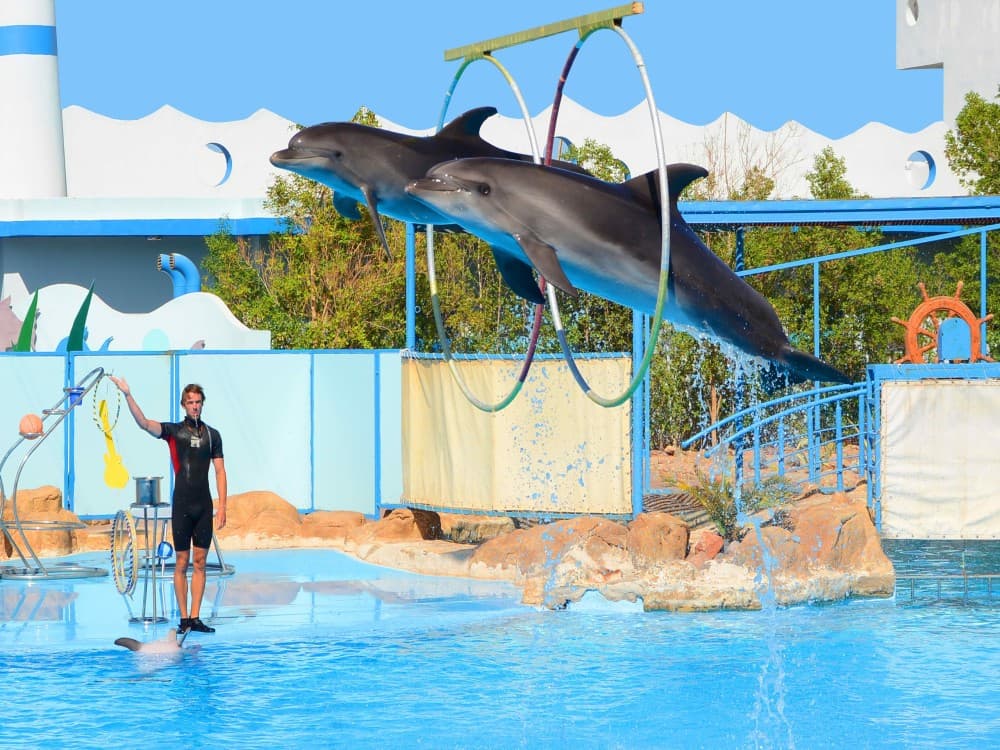 From Belek: Swim with Dolphins and Transfers | ®ExcursionMania - Image 6