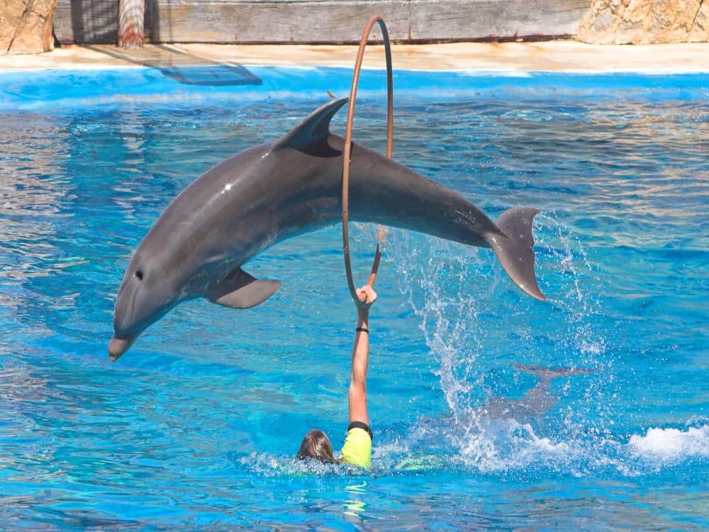 From Belek: Swim with Dolphins and Transfers | ®ExcursionMania - Image 7