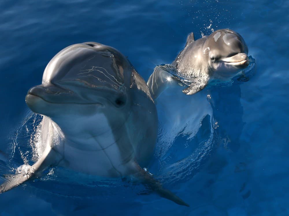 From Belek: Swim with Dolphins and Transfers | ®ExcursionMania - Image 8