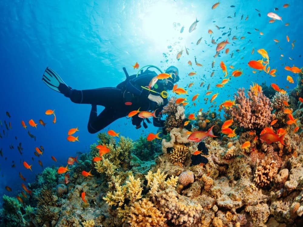 Side Scuba Diving Tour: Explore, Dive, Relish in Crystal Waters | ®ExcursionMania - Image 5