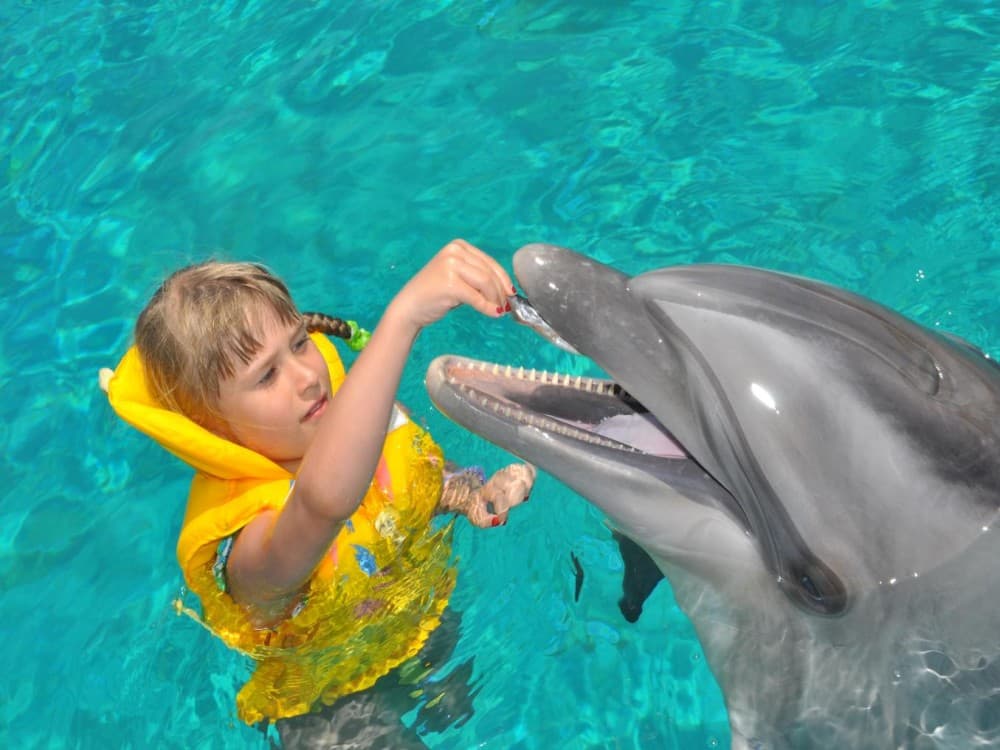 Kemer Dolphinarium : Swimming with Dolphins & Hotel Transfer | ®ExcursionMania - Image 1