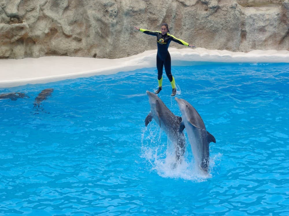 Kemer Dolphinarium : Swimming with Dolphins & Hotel Transfer | ®ExcursionMania - Image 4