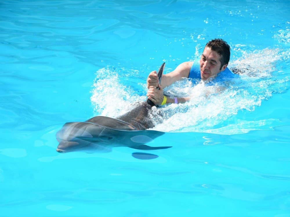 Kemer Dolphinarium : Swimming with Dolphins & Hotel Transfer | ®ExcursionMania - Image 5