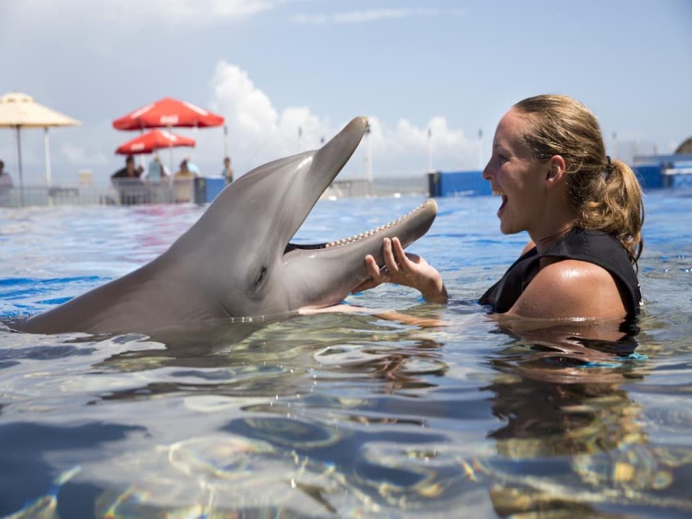Kemer Dolphinarium : Swimming with Dolphins & Hotel Transfer | ®ExcursionMania - Image 12